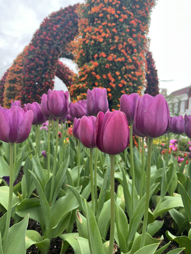 【まるでヨーロッパ】心まで浄化される長崎ハウステンボス🌷