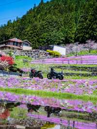 🌸 今がまさに見頃！國田家の芝桜で春を満喫 🌸