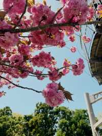 Osaka are a Dream!