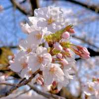 藻南公園•櫻花下的時光