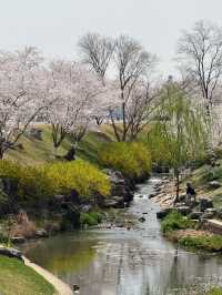 Cherry Blossom Wonderland in Nanjing: The Hidden Gem of Yoshino Sakura" 🌸