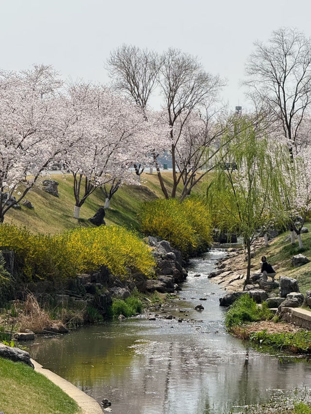 Cherry Blossom Wonderland in Nanjing: The Hidden Gem of Yoshino Sakura" 🌸