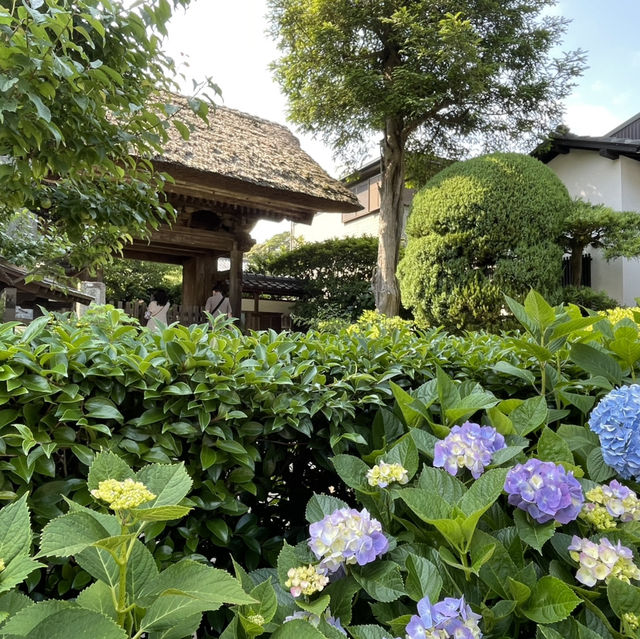 【鎌倉】風情ある茅葺きの山門 手前の紫陽花