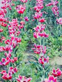 Changnyeong Nakdonggang Canola and tulip Flower festival 
