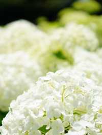【埼玉】菖蒲と紫陽花が見られる穴場スポット