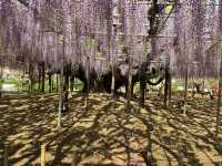 「紫藤物語〜大藤節」在足利花卉公園綻放