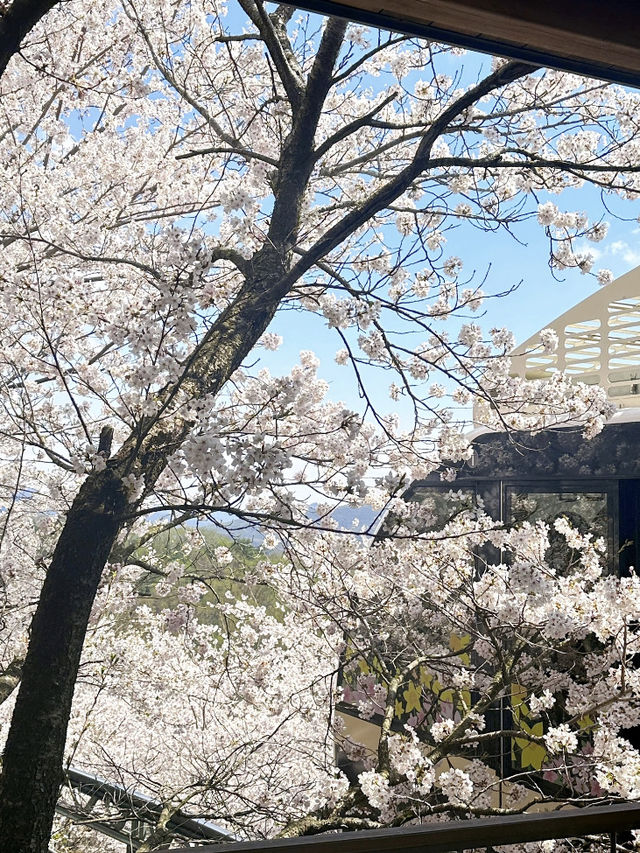 Hidden Cherry Blossom Gems in Korea: A Photo Lover's Dream 🌸✨