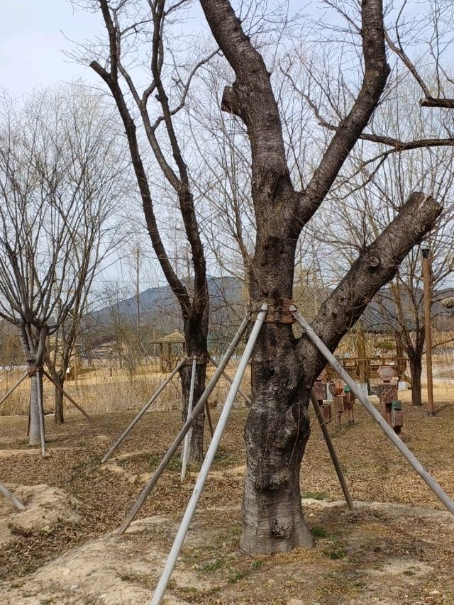고대 저수지가 힐링 공원으로 변신했어요🌿