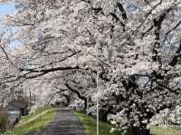 A Sea of Blossoms: Sakura Magic at Shiroishi's Hitome Senbonzakura