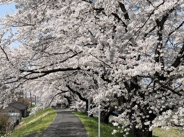 A Sea of Blossoms: Sakura Magic at Shiroishi's Hitome Senbonzakura