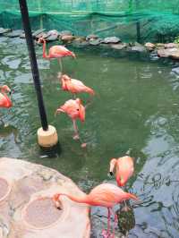 香港🇭🇰 市區免費的動植物公園？