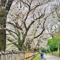 Cherry blossom season around Nagoya Castle