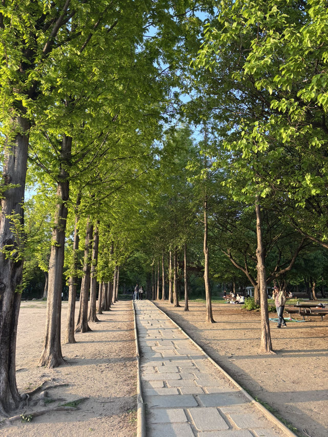 피크닉하기좋은 서울 성동구 서울숲🫣