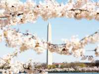 Washington, D.C.: A Capital in Full Bloom