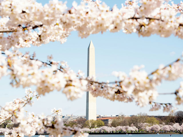 Washington, D.C.: A Capital in Full Bloom