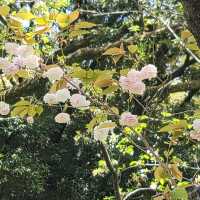 Tsuruma Park: A Cherry Blossom Escape in Nagoya