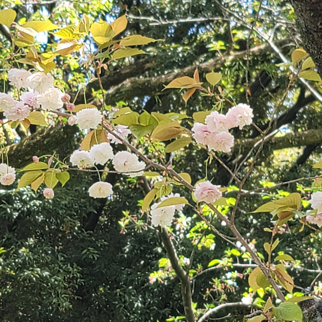 Tsuruma Park: A Cherry Blossom Escape in Nagoya
