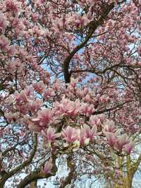 Magnolia