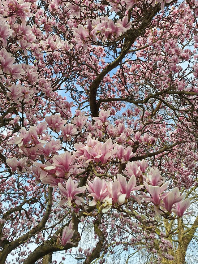 Magnolia