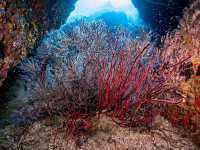 Scuba diving- ดำน้ำลึก ดูปะการัง ที่เกาะเต่า