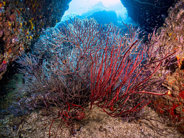 Scuba diving- ดำน้ำลึก ดูปะการัง ที่เกาะเต่า