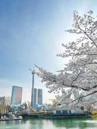 Sakura Magic at Seokchon Lake