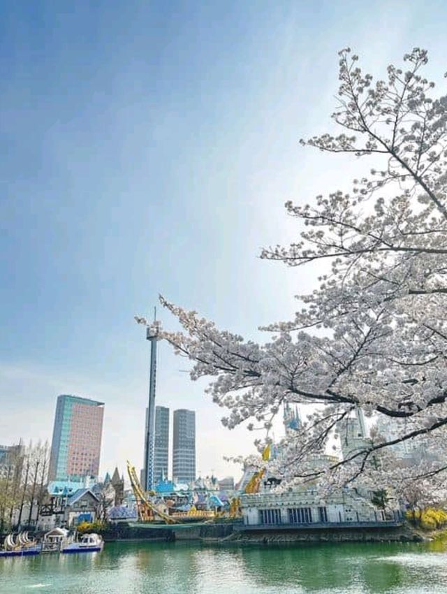 Sakura Magic at Seokchon Lake