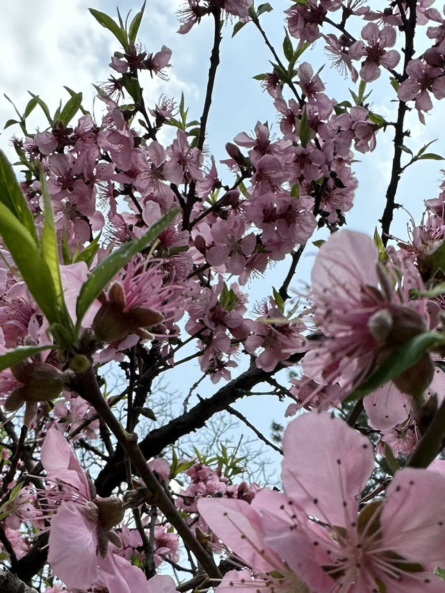 Spring Bliss: Cherry Blossoms in Full Bloom at Maruyama Park