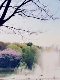 Sakura strolls