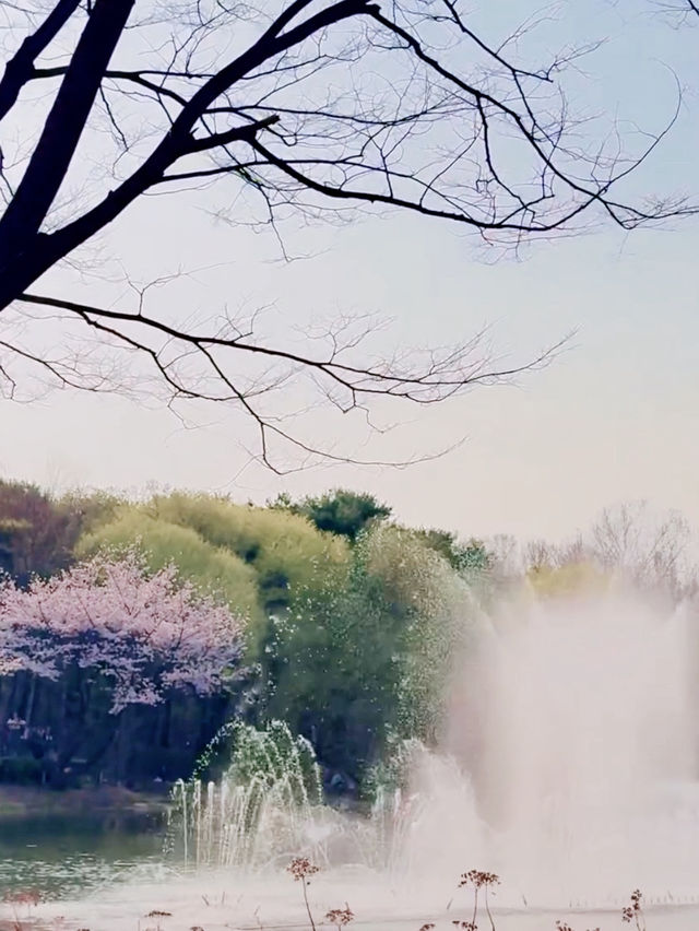 Sakura strolls