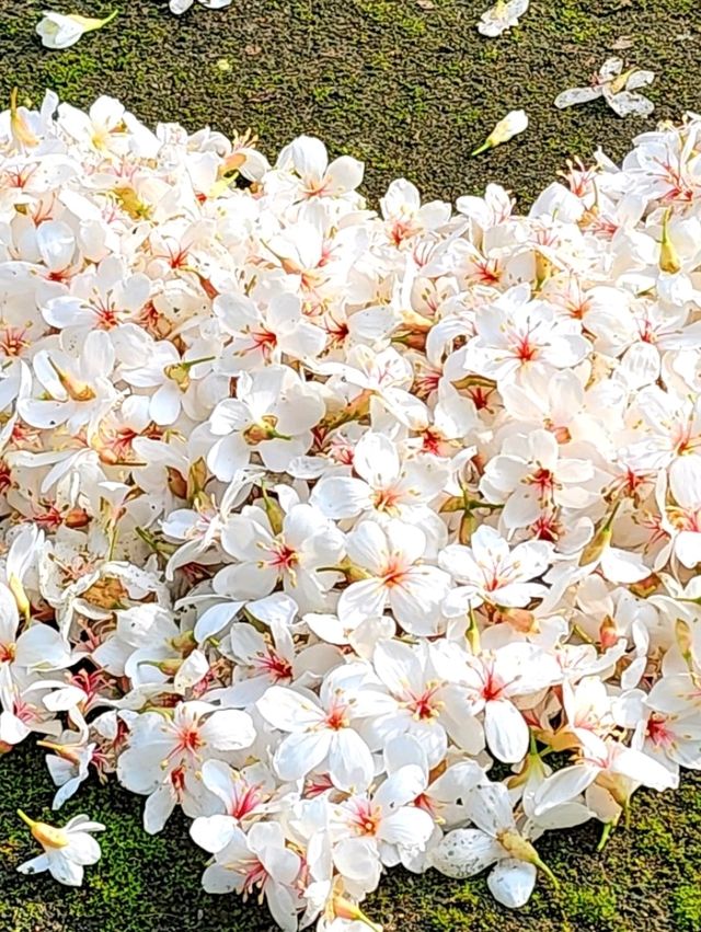 苗栗桐花5月雪初體驗，包車遊玩更舒適，雖然少少貴