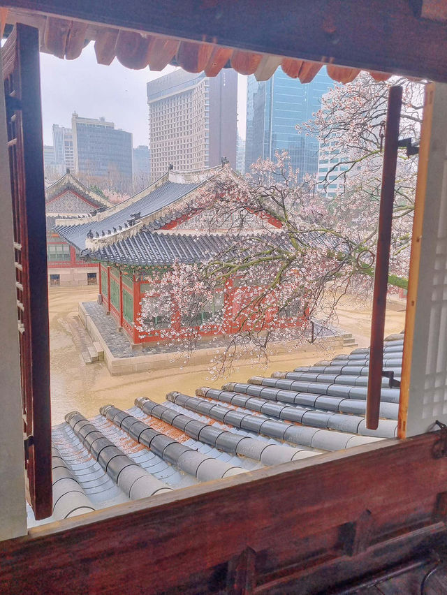 🎐🎞️덕수궁 서울 나들이 추천