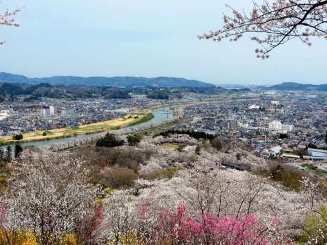 船岡城址公園，仙台近郊居高臨下的賞櫻名所