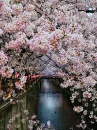 跟著櫻花季遊東京～