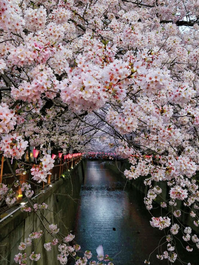 跟著櫻花季遊東京～
