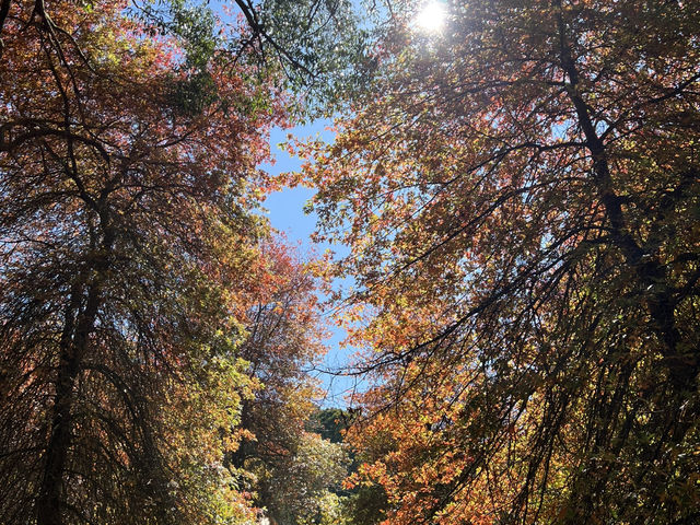 Adelaide 紅葉🍁秘景