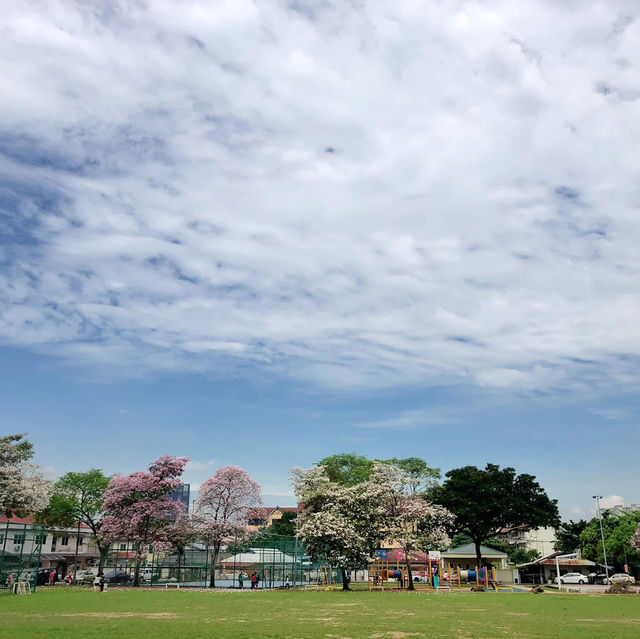 Kawagoe sakura season