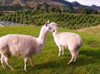 #愛歌頓農場Agrodome Farm-紐西蘭羅託魯亞