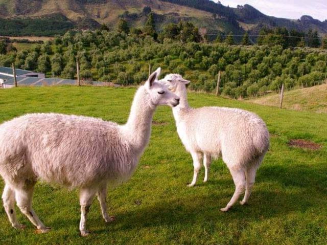#愛歌頓農場Agrodome Farm-紐西蘭羅託魯亞