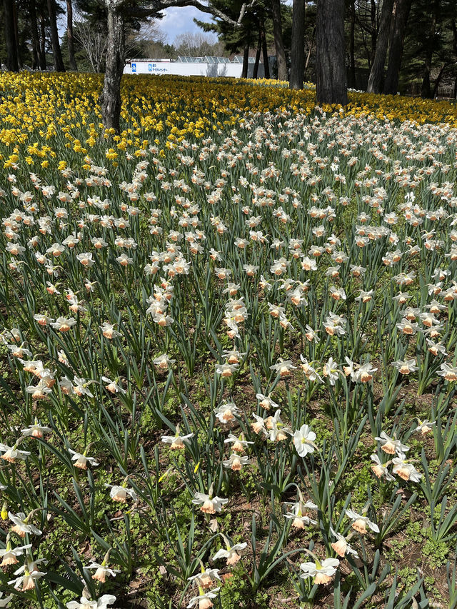 🌸【春日花季攻略】國營常陸海濱公園｜錯過粉蝶花也不怕，鬱金香、櫻花、童話風車一次收服你的鏡頭！