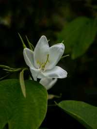 Blooms of Dhaka University: A Peaceful Pause in the Heart of the City