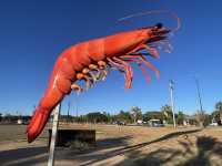 Giant Prawn of Exmouth! 