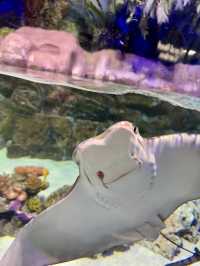 Dive into Wonder: A Day at Lotte World Aquarium