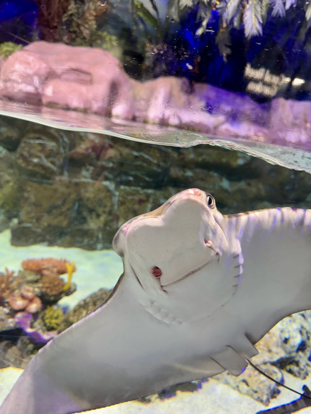 Dive into Wonder: A Day at Lotte World Aquarium