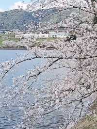 Cruising Through Cotton Candy Dreams on Yunoko Cherry Line