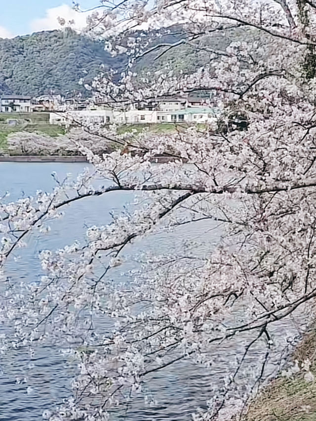 Cruising Through Cotton Candy Dreams on Yunoko Cherry Line