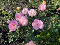 Royal Botanic Garden Sydney – Scenic, Spacious, and Free!