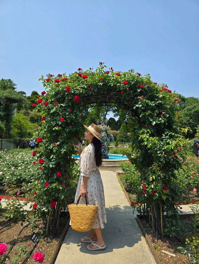 장미폭포를 만날수 있는 로맨틱 로즈가든 파티🌹