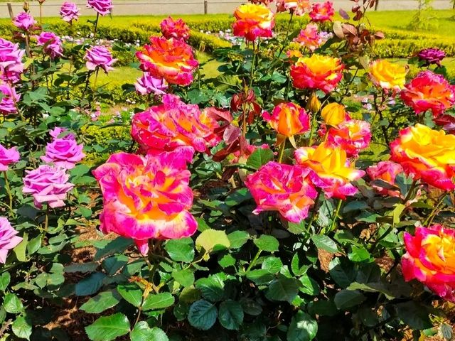 Ueno Park – Tokyo’s Green Gateway to Culture and History