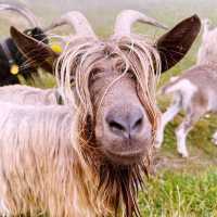 🐑🌄 Valais Sheep Farm Visit: Alpine Pastures, Woolly Friends & Swiss Cheese!